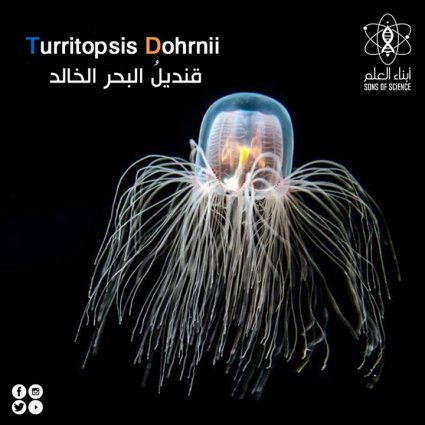 قنديل البحر الخالد