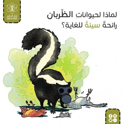 لماذا حيواناتُ الظربان ذات رائحة سيئة للغاية؟