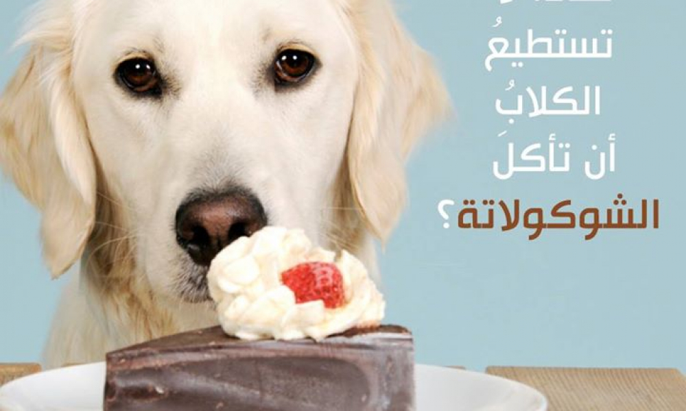 لماذا لا تستطيعُ الكلابُ أن تأكلَ الشوكولاتة؟