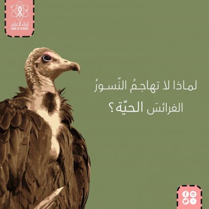 لماذا لا تلتقط النّسور الفرائس الحيّة؟