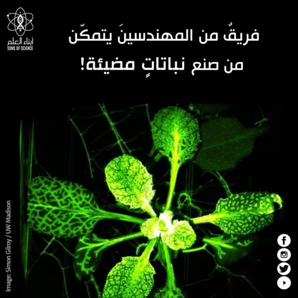 صنع نباتات متوهجة!