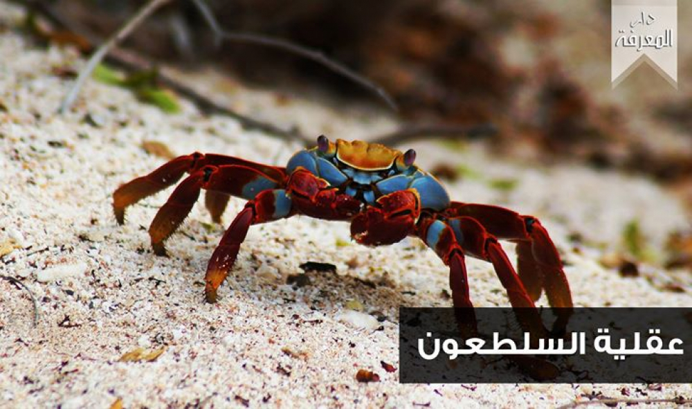 عقلية السلطعون مثل مستخدم في اليابان