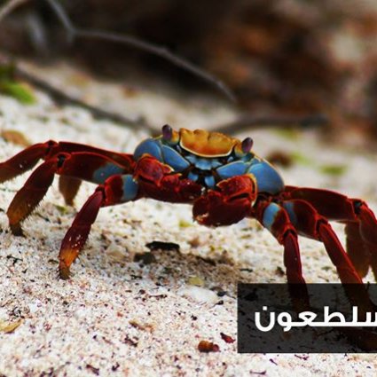 عقلية السلطعون مثل مستخدم في اليابان