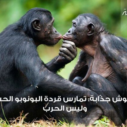 ماذا تعرف عن قردة البونوبو؟