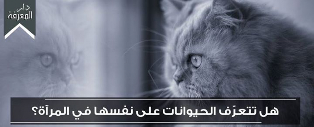هل تتعرّف الحيوانات على نفسها في المرآة؟