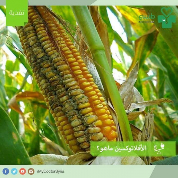 ماهي الأغذية الأكثر عرضة للأفلاتوكسين؟