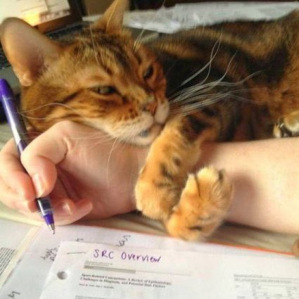 لماذا معظم الأشخاص يُحبون القطط؟