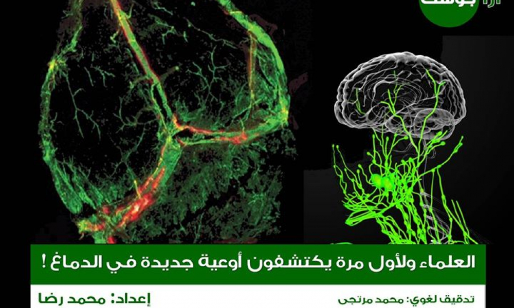 اكتشاف أوعيةً جديدةً في الدماغ!