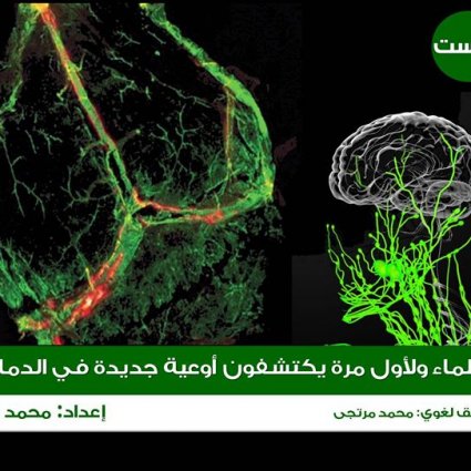 اكتشاف أوعيةً جديدةً في الدماغ!