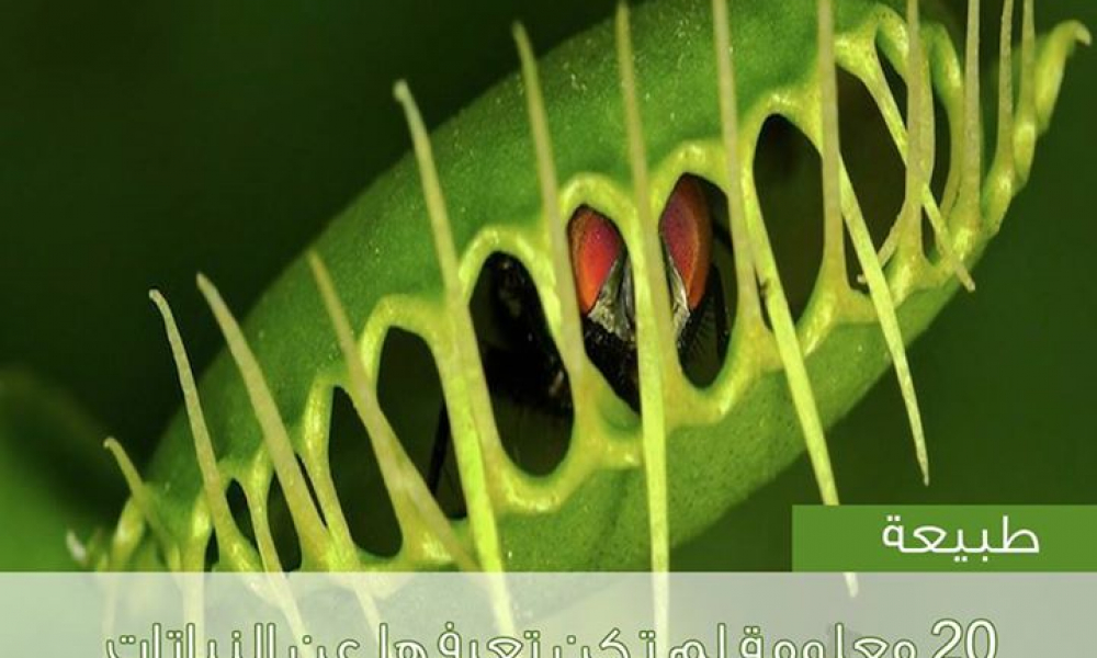 ماذا تعرف عن النباتات الآكلة للحوم!