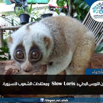 ما هي معتقدات الشعوب الآسيوية حول اللورس البطيء؟