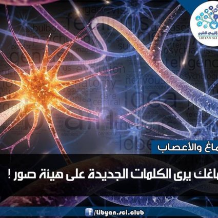كيف يرى الدماغ يرى الكلمات الجديدة؟