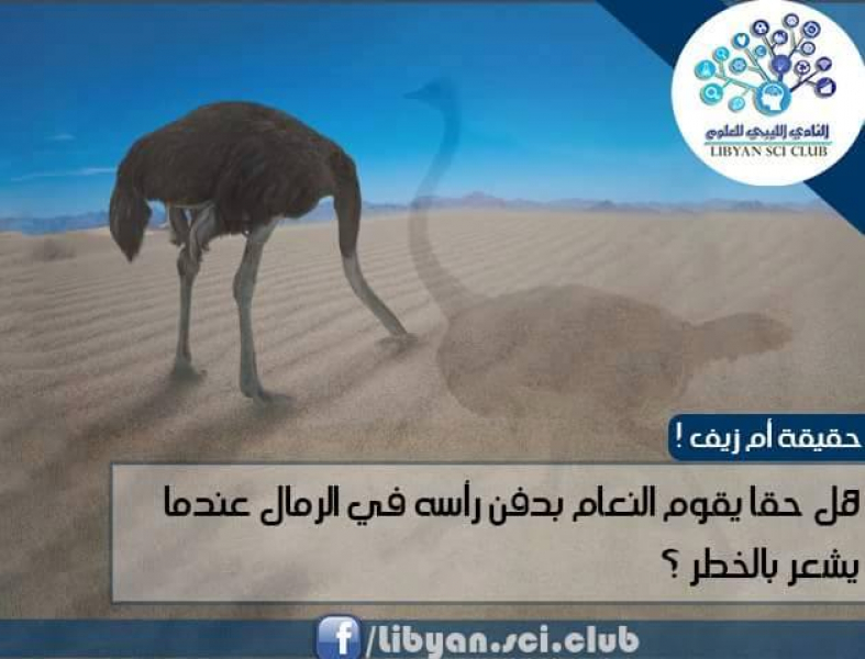 لماذا يدفن النعام رأسه في الرمال؟