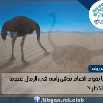 لماذا يدفن النعام رأسه في الرمال؟