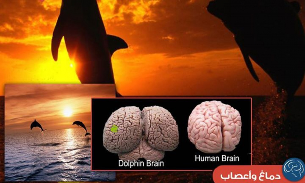 كيف تنام الدلافين؟