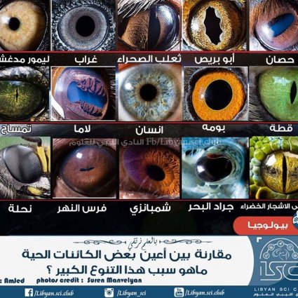 ما هو سبب تنوع بؤبؤ العين عند الحيوانات؟