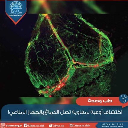 أوعية لمفاوية تصل الدماغ بالجهاز المناعي بإمكانها إحداث ثورة طبية!