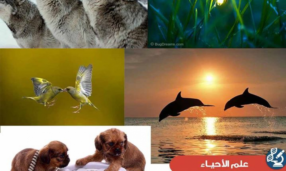 كيف تتواصل الحيوانات ؟