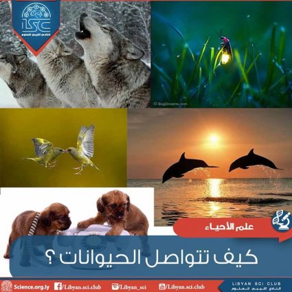 كيف تتواصل الحيوانات ؟
