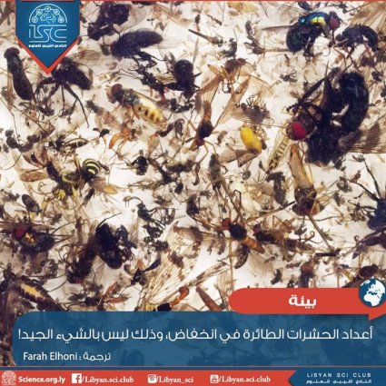 معدل الحشرات الطائرة في انخفاض وهذا ليس بشيء جيد