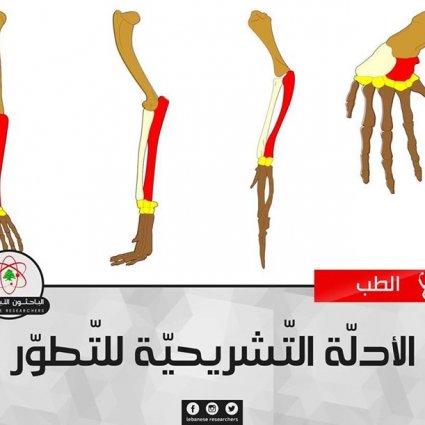 الأدلّة التّشريحيّة للتّطوّر