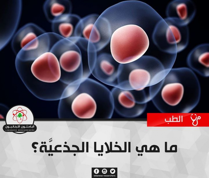 ﻣﺎ ﻫﻲ ﺍﻟﺨﻼﻳﺎ ﺍﻟﺠﺬﻋﻴَّﺔ؟