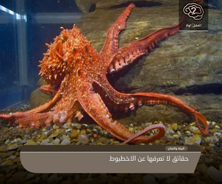 حقائق لا تعرفها عن الأخطبوط!