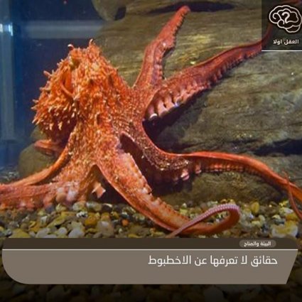 حقائق لا تعرفها عن الأخطبوط!