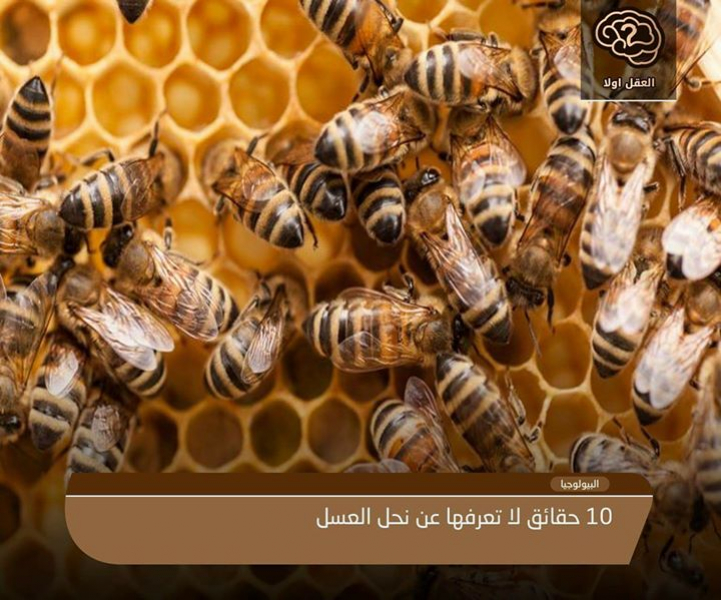 10 حقائق مدهشة حول نحل العسل