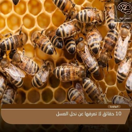 10 حقائق مدهشة حول نحل العسل