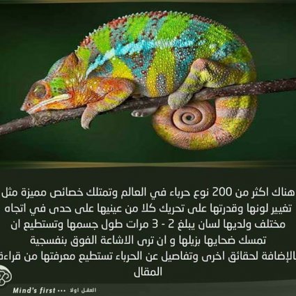 ماذا تعرف عن الحرباء؟