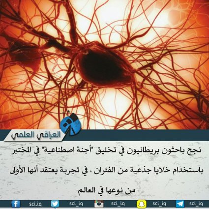 تخليق أجنة اصطناعية!