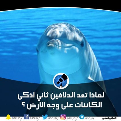لماذا تعد الدلافين ثاني أذكى الكائنات على وجه الارض ؟