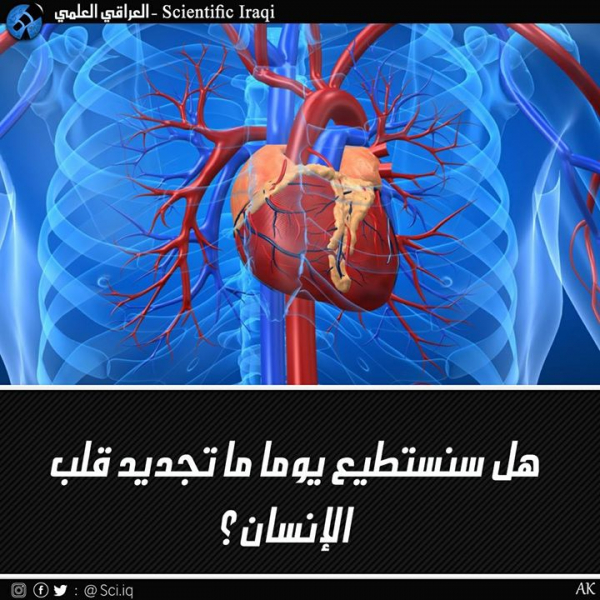 هل سنستطيع يوماً ما تجديد قلب الإنسان؟