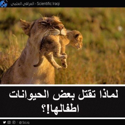 لماذا تقتل بعض الحيوانات أطفالها؟