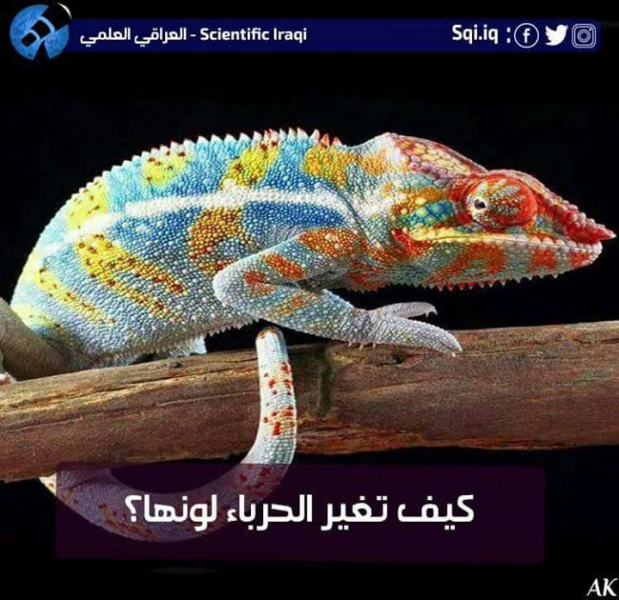 كيف تغير الحرباء لونها؟