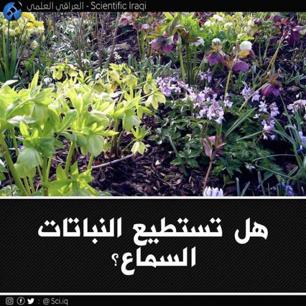 هل تستطيع النباتات أنّ تسمع وأن تشّم ؟