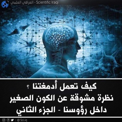 كيف تعمل أدمغتنا؟