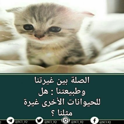 ما يعانيه كلبك عندما يراك مع كلب آخر ؟