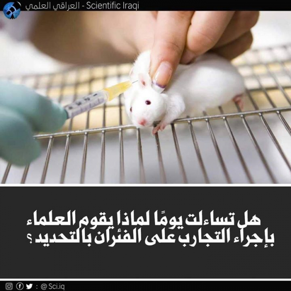 لماذا يقوم العلماء بإجراء التجارب على الفئران بالتحديد ؟