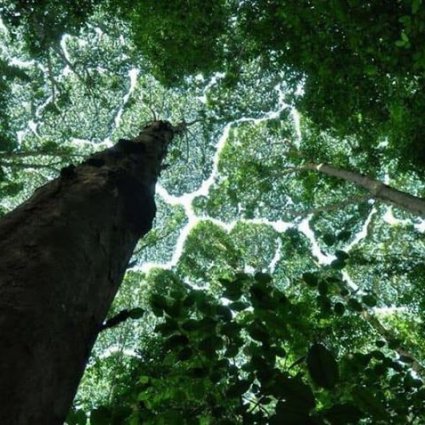 هل سمعت بالأشجار الخجولة؟