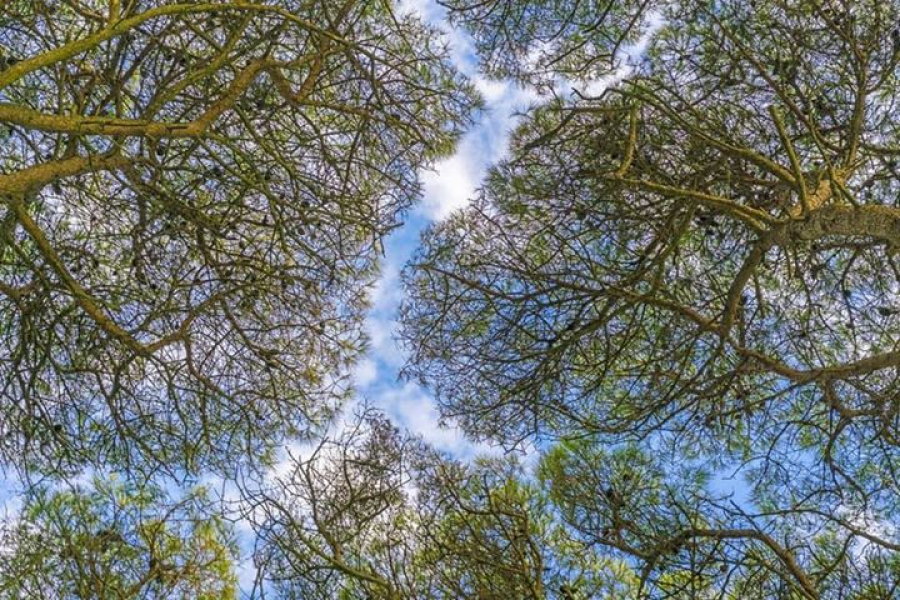 هل سمعت بالأشجار الخجولة؟