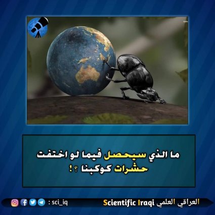 ما الذي سيحصل فيما لو اختفت حشرات الكوكب ؟