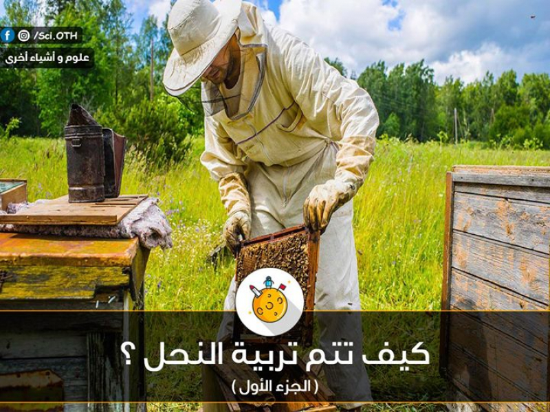 كيف تتم تربية النحل؟