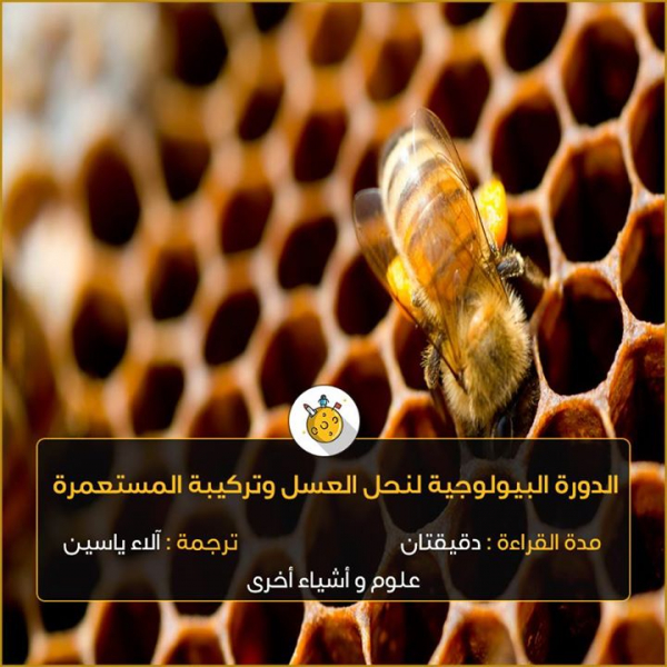 الدورة البيولوجية لنحل العسل وتركيبة المستعمرة