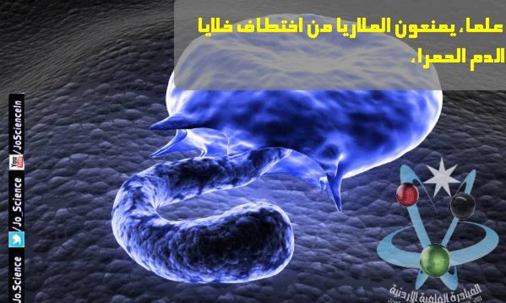 علماء يمنعون الملاريا من اختطاف خلايا الدم الحمراء!