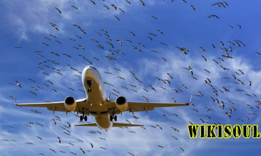 لماذا تصطدم الطيور بالطائرات والمركبات السريعة؟
