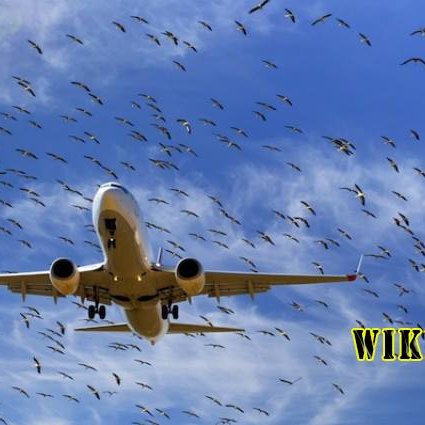 لماذا تصطدم الطيور بالطائرات والمركبات السريعة؟